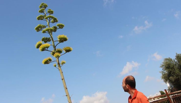 Agave bitkisi 30 yıl sonra çiçek açtı: Sulama ve bakım hiç gerekmiyor