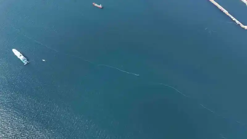 Kilometrelerce uzunlukta denizanası istilası Kilometrelerce uzunlukta denizanası istilası