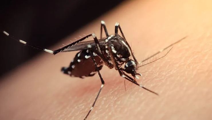 Uzmanı bu virüse dikkat çekti: Zika virüsünde ölüm çok nadir görülüyor