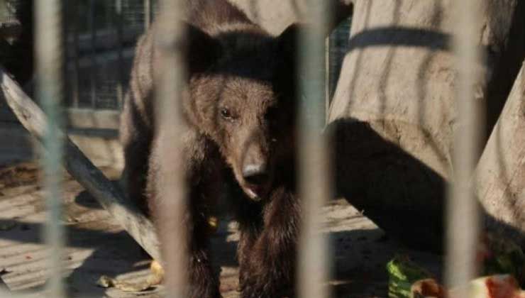 Fazla balın sersemlettiği yavru ayıya armut jesti