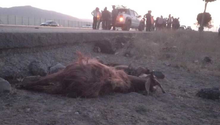 Muş karayolunda otomobil sürüye çarptı, 30 koyun telef oldu