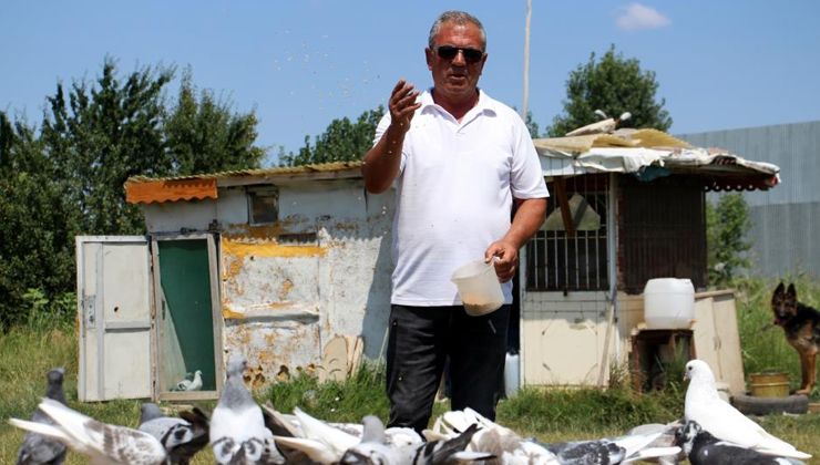 Sivas güvercini birçok ailenin ekmek kapısı oldu