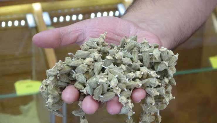 Kuru bamya gram altınla yarışıyor: Kilosu 800 ile 1000 TL arası