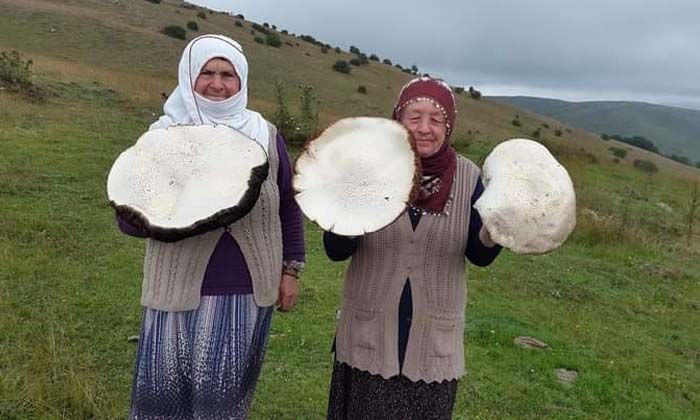 Yaylada gezerken buldu, görenler gözlerine inanamadı