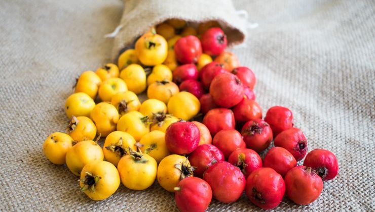 Kalp ilaçlarıyla eş değer! Doğada kendiliğinden yetişiyor