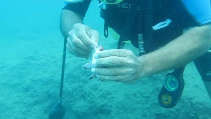 Antalya’da balık ısırma şikayetleri arttı, uzman isim açıklama yaptı