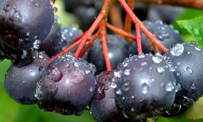 Aronya, ünlü restoran zincirinin menülerine girdi