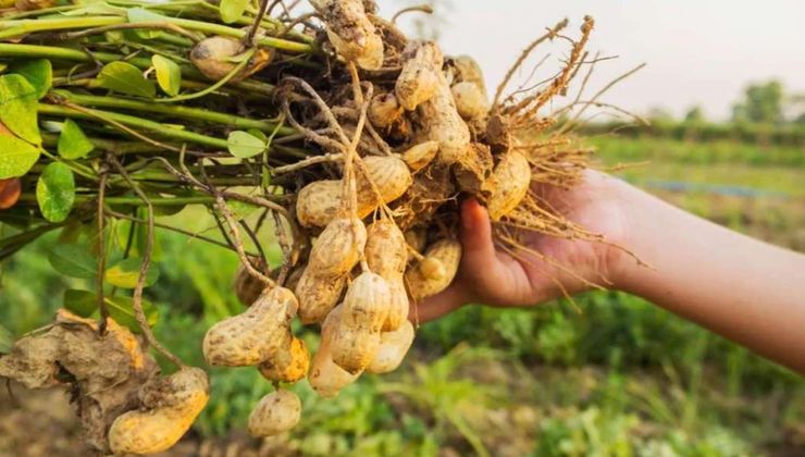 Hasat başladı: Kilosu 24 TL’den satılacak