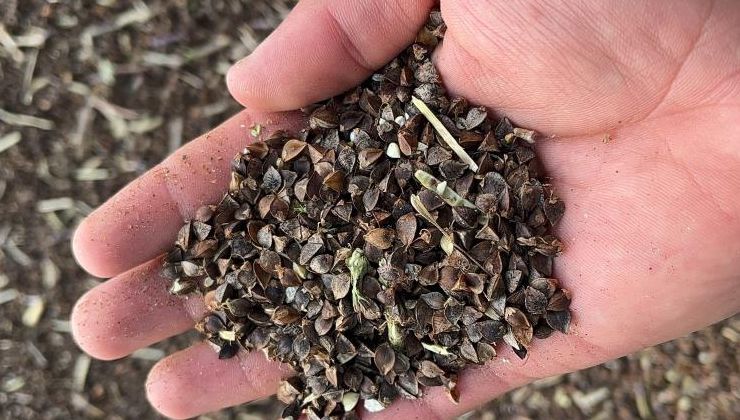 “Yapamazsın” diyenlere inat başladı: Şimdi hasat yapıyor