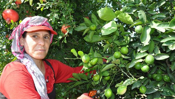 Hasat başladı: Kilosu 50 liradan satılıyor