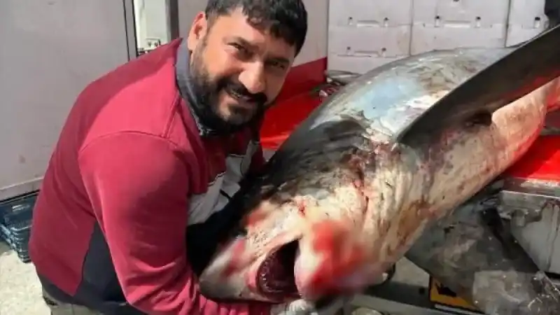 Karataş açıklarında 200 kiloluk köpek balığı ağlara takıldı