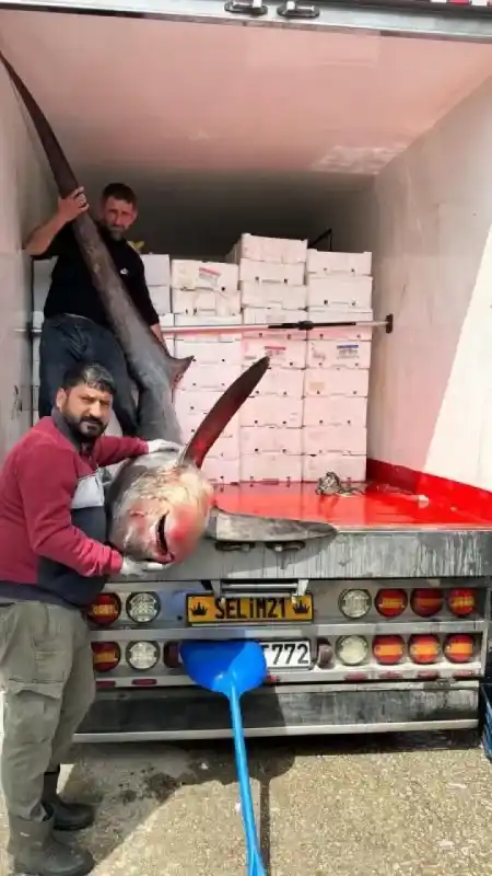Karataş açıklarında 200 kiloluk köpek balığı ağlara takıldı