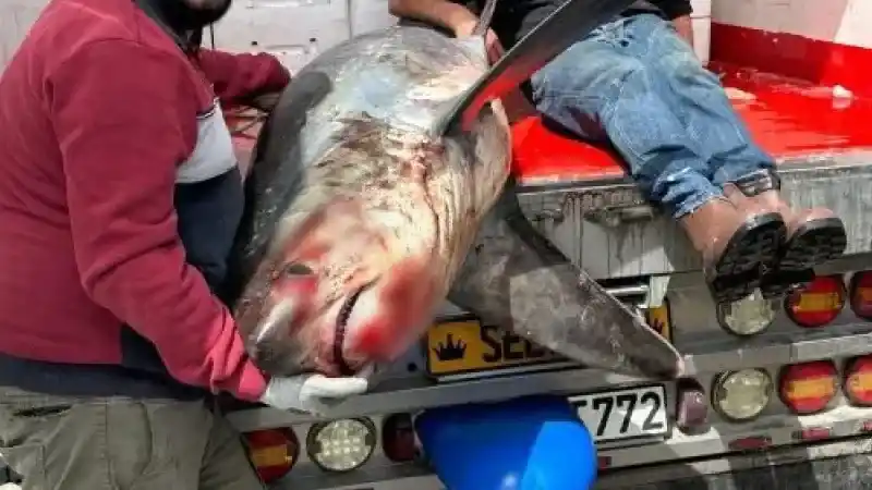 Karataş açıklarında 200 kiloluk köpek balığı ağlara takıldı