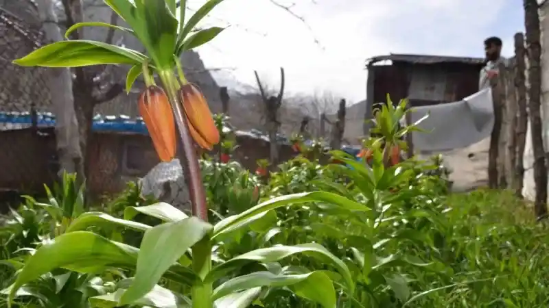 Bu çiçeği koparmanın cezası 75 bin lira