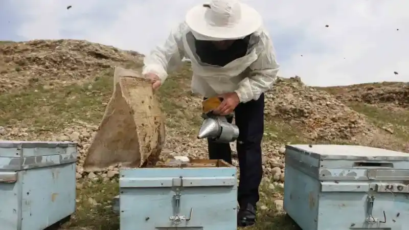 Diyarbakır’da kış uykusuna yatmayan arıların yüzde 30’u telef oldu