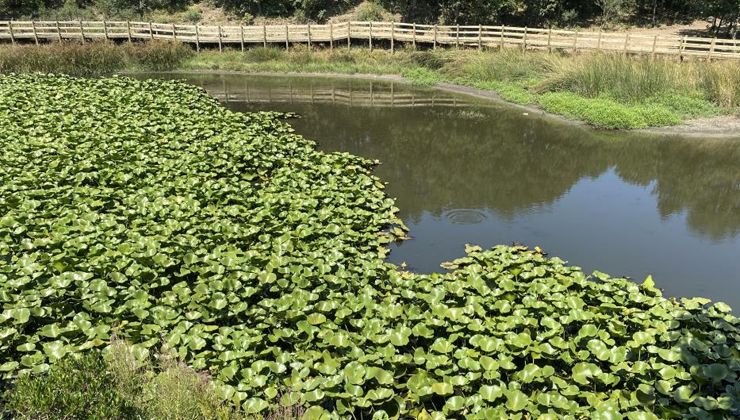 Dokunan yandı! Nilüfer çiçeklerini koparana büyük ceza