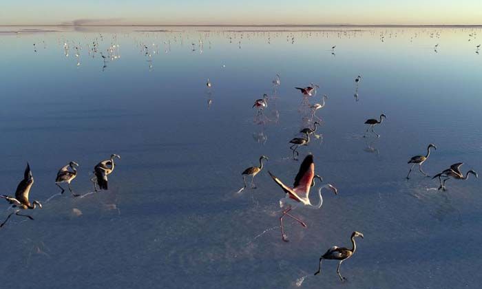 Bakan Kurum: Tuz Gölü’ne su taşıdık, flamingolara can suyu verdik