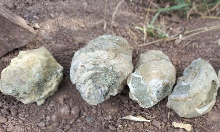 Yozgat’ın Sorgun ilçesine bağlı Araplı kasabasında midye, deniz minareleri ve salyangoz fosili bulundu