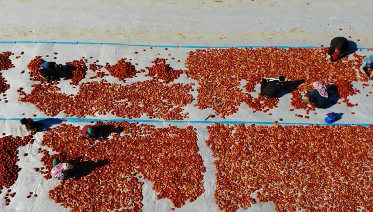15 bin ton domates kurutuyorlar… Elazığ’da üretilip dünya sofralarını süslüyor