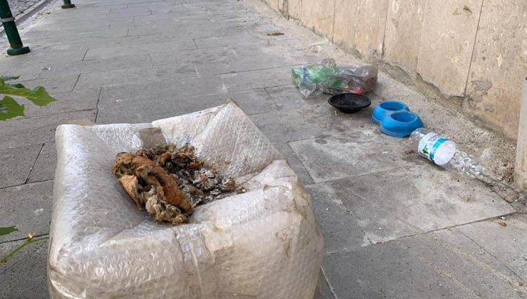 ‘Pes’ dedirttiler: Her yere sokak hayvanları için yemek bırakıyorlar
