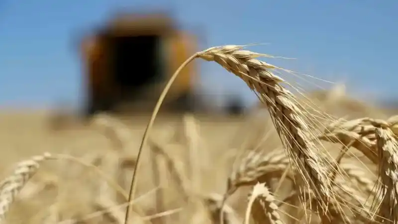 Silolara sığmayınca toprağa gömülmüştü