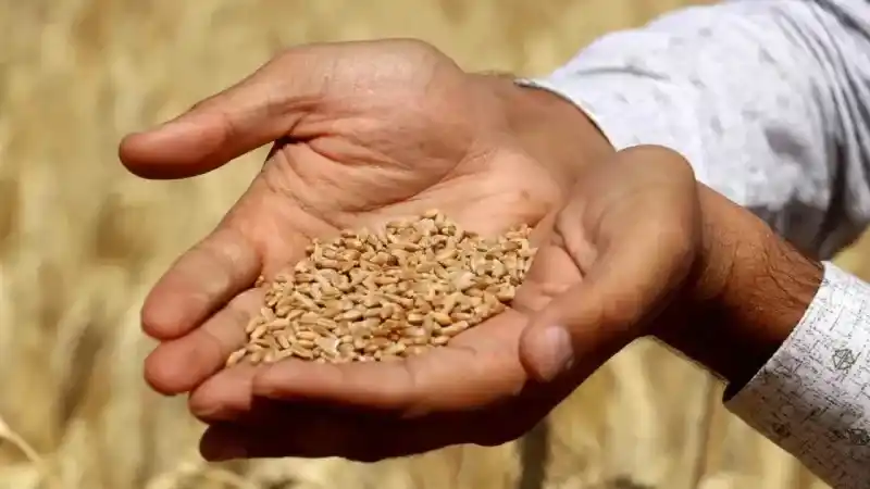 Silolara sığmayınca toprağa gömülmüştü