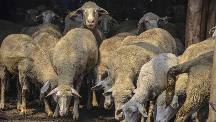 10 bin TL’ye çalışacak çoban bulamıyor