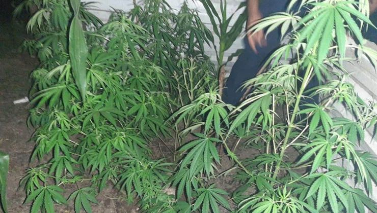 Barakada yakalandı! 70 kök kenevir bitkisi ele geçirildi