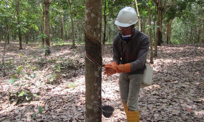 Michelin, Royal Lestari Utama’nın (RLU) yüzde 51’ini daha satın aldı