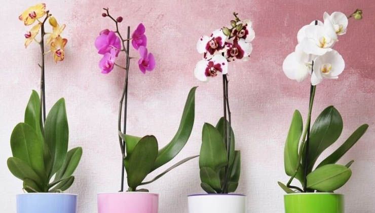 Rusya ‘orkide’ ihtiyacını Türkiye’den karşılayacak