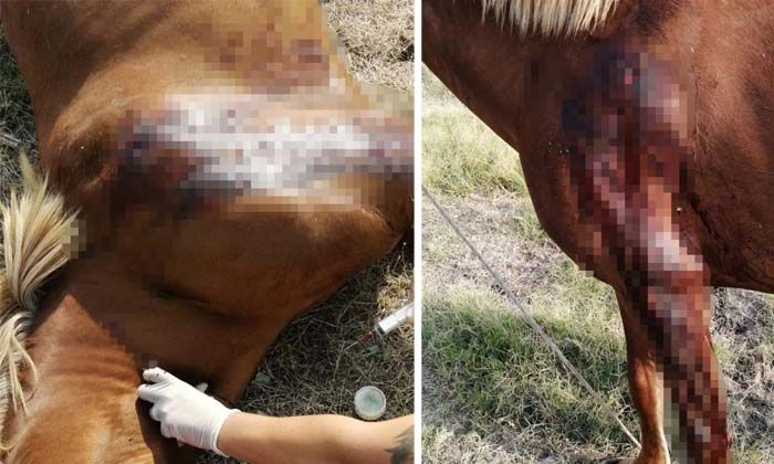 Kırkağaç’ta fayton atları öldürüldü