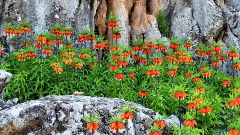 Ters lalelerin koparılmasının cezası 244 bin 315 TL