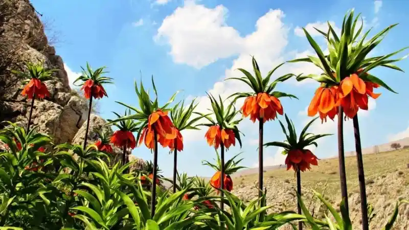 Ters lalelerin koparılmasının cezası 244 bin 315 TL