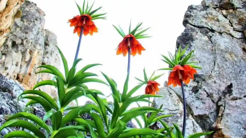 Ters lalelerin koparılmasının cezası 244 bin 315 TL