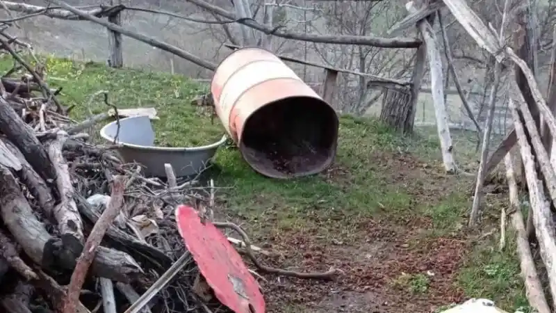 Artvin’de kış uykusundan uyanan ayılar yayla evlerini talan etti