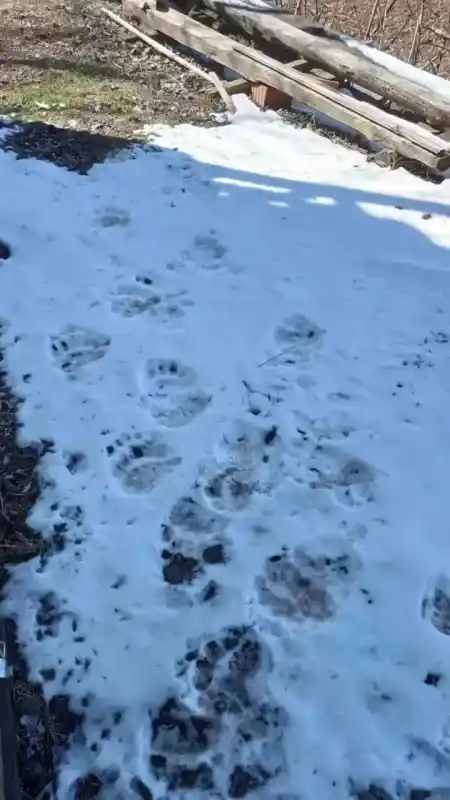 Artvin’de kış uykusundan uyanan ayılar yayla evlerini talan etti