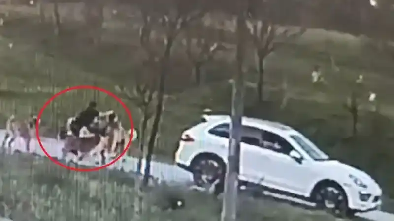  Bursa’da başıboş köpek dehşeti kamerada...Oğlu için kendini feda etti ölümden döndü