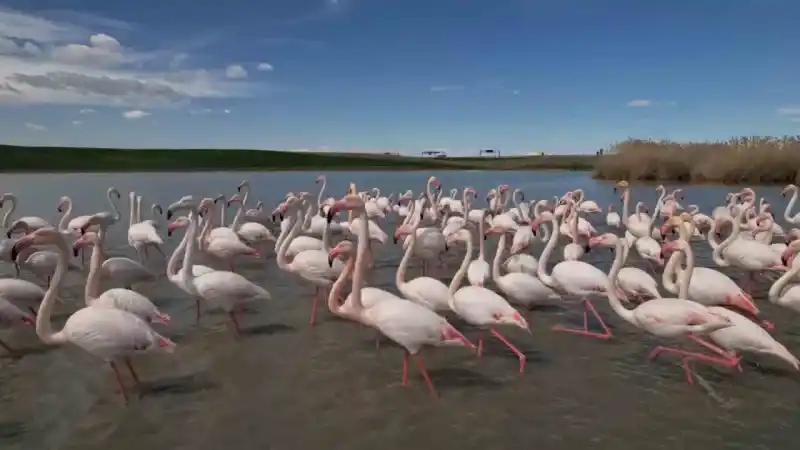 Ankara’nın renkli misafirleri: Flamingolar