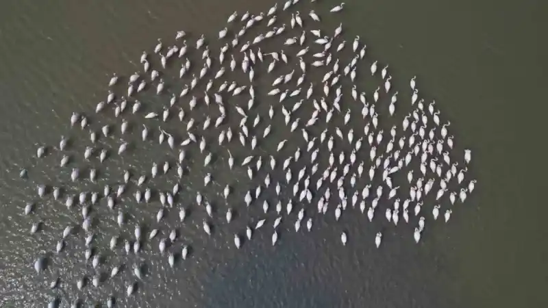 Ankara’nın renkli misafirleri: Flamingolar