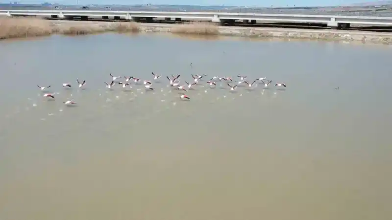 Ankara’nın renkli misafirleri: Flamingolar