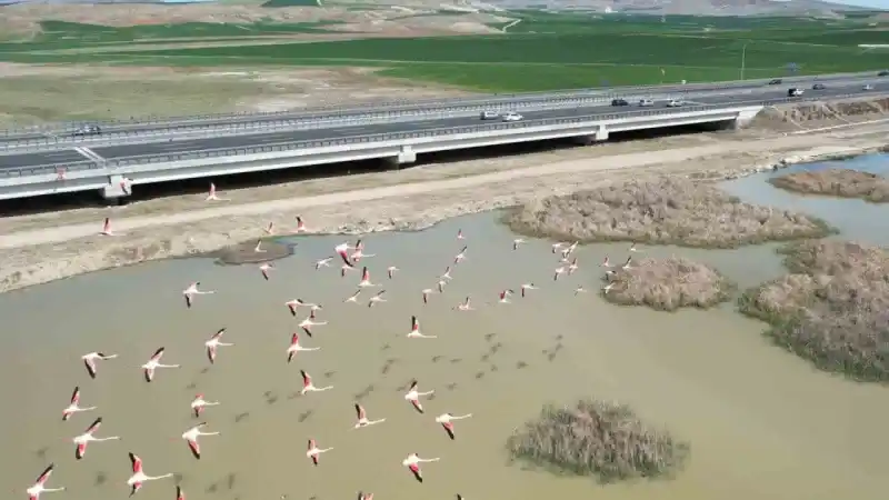 Ankara’nın renkli misafirleri: Flamingolar