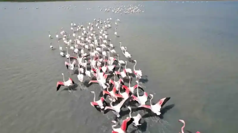 Ankara’nın renkli misafirleri: Flamingolar