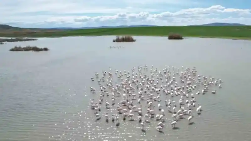 Ankara’nın renkli misafirleri: Flamingolar