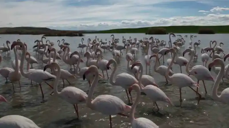 Ankara’nın renkli misafirleri: Flamingolar