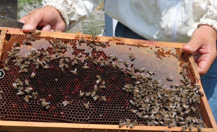 İklim değişikliği bal üretimini vurdu