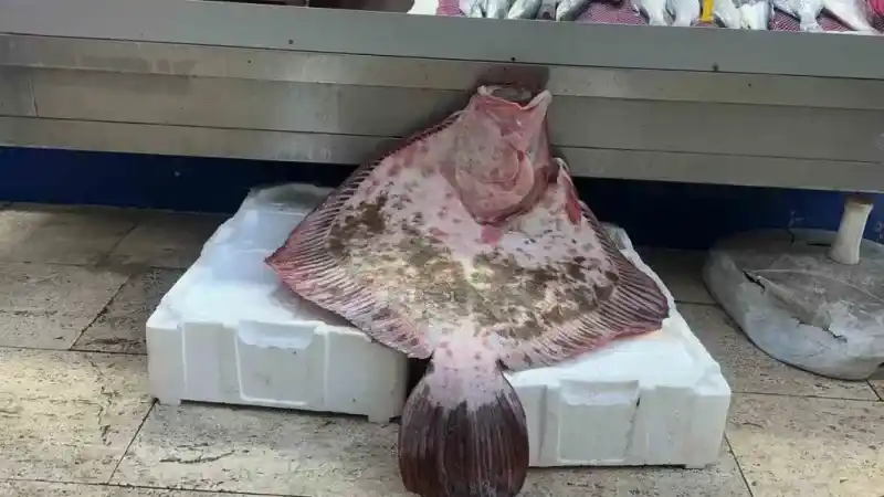 Sinop’ta dev kalkan balığı 11 bin 500 lira