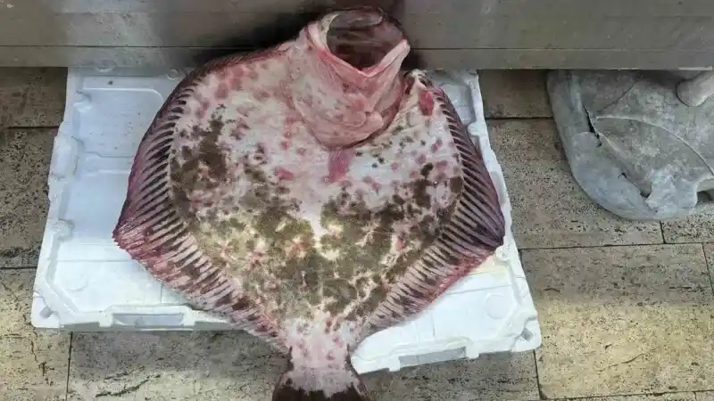 Sinop’ta dev kalkan balığı 11 bin 500 lira