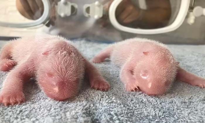 Çin’de ikiz panda sevinci yaşanıyor