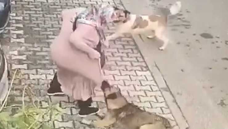 Maltepe’de başıboş köpekler, yaşlı kadına saldırdı