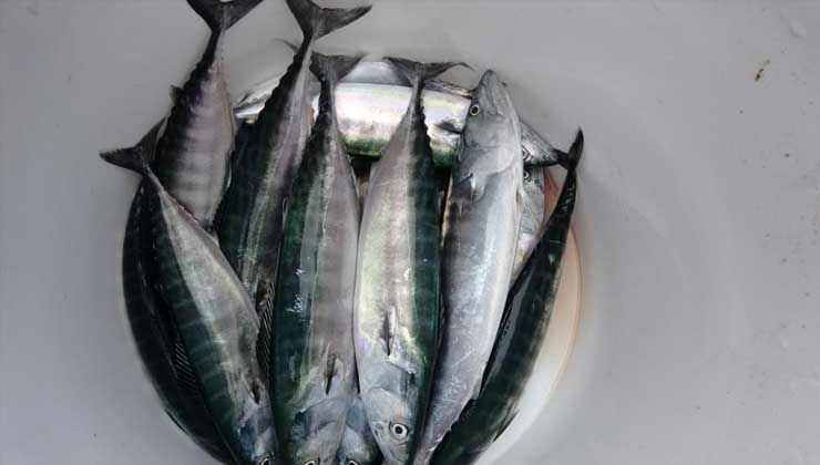 Palamudun görüntüsü bol olacağı yönünde